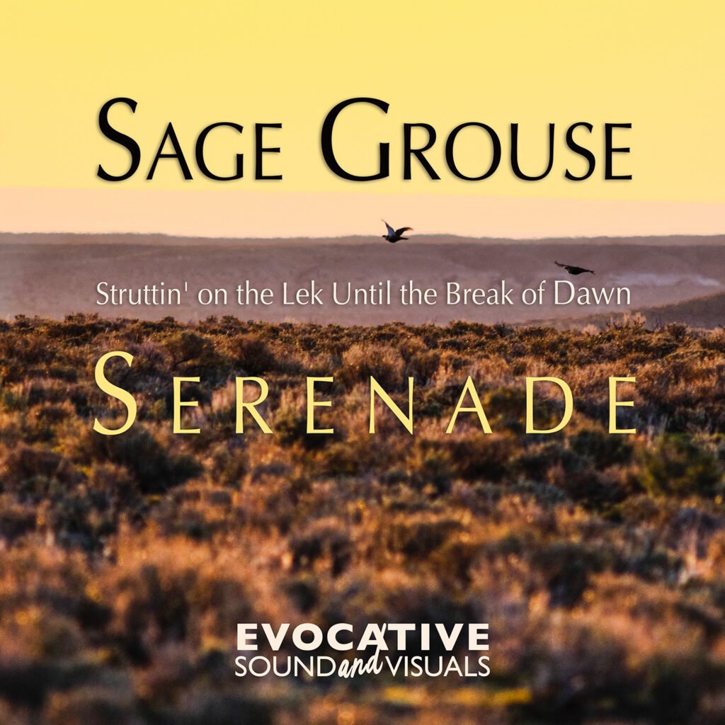 Sage Grouse Serenade album cover by Evocative Sound and Visuals