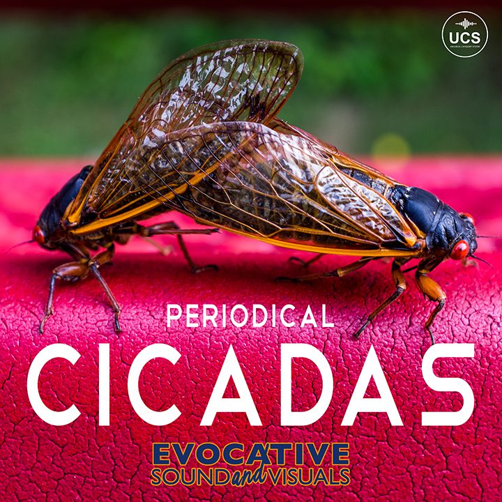 Periodical Cicadas sound effects library by Evocative Sound and Visuals