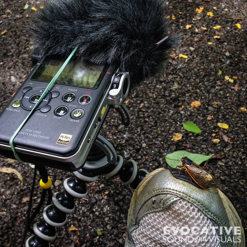 Sound recording of cicadas along the B&O rails to trails path in Mansfield, Ohio June 5, 2016. Photo by Richard Alan Hannon