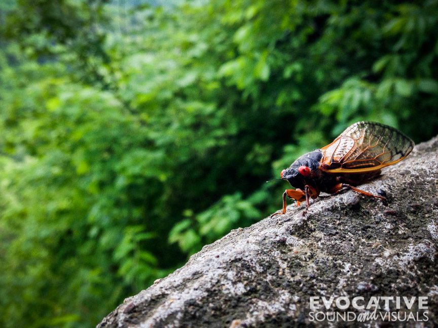 A cicada takes in the view from the Gorge Overlook at Mohican State Park on June 2, 2016. Photo by Richard Alan Hannon