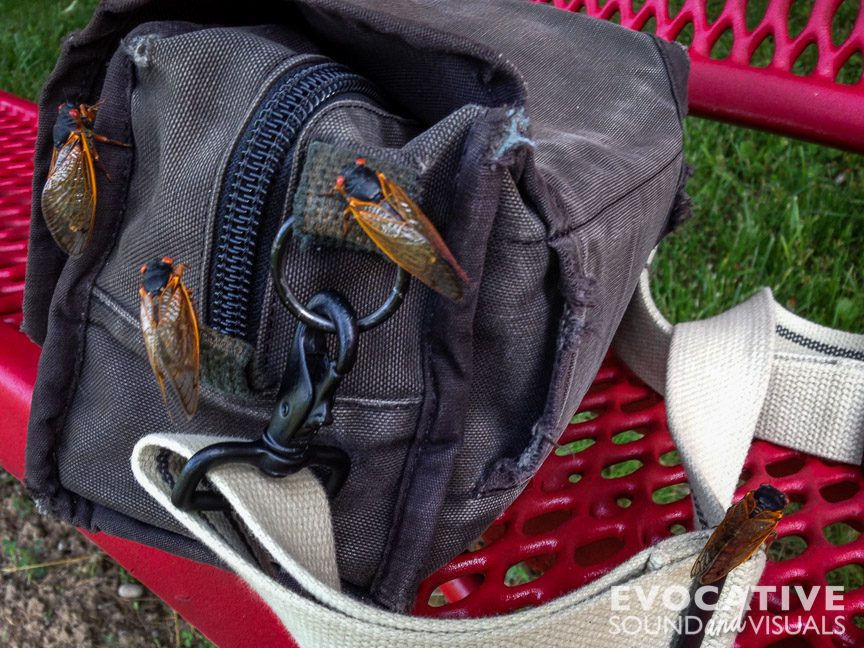 Periodical cicadas land on my recording gear on June 11, 2016. Photo by Richard Alan Hannon