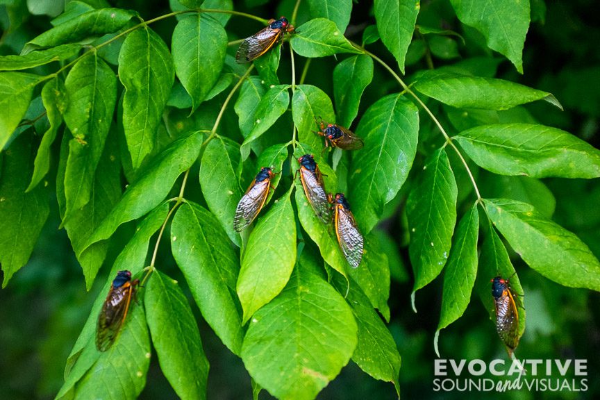 Brood V cicadas swarm near a high school soccer field complex in Mansfield, Ohio June 11, 2016. Photo by Richard Alan Hannon